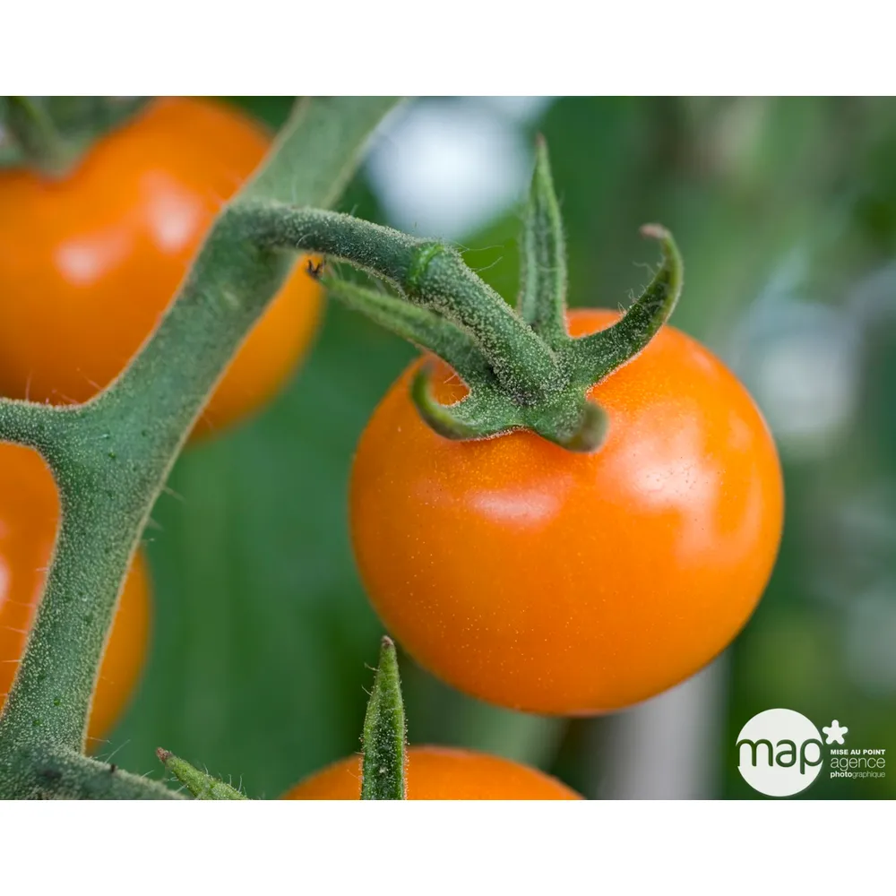 Plant de tomate jaune 'Sungold' F1 : pot de 0,5 litre