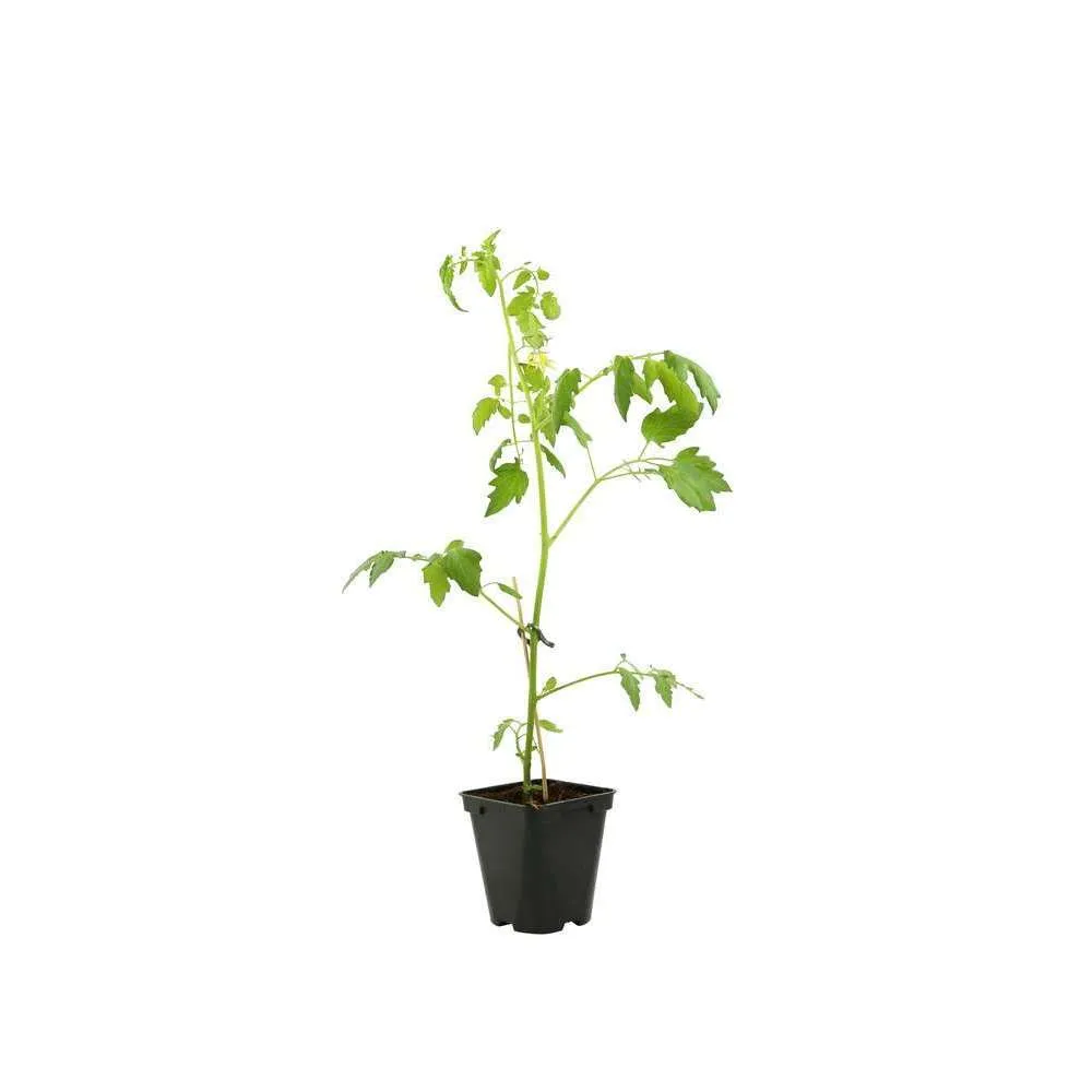 Plant de tomate jaune 'Sungold' F1 : pot de 0,5 litre